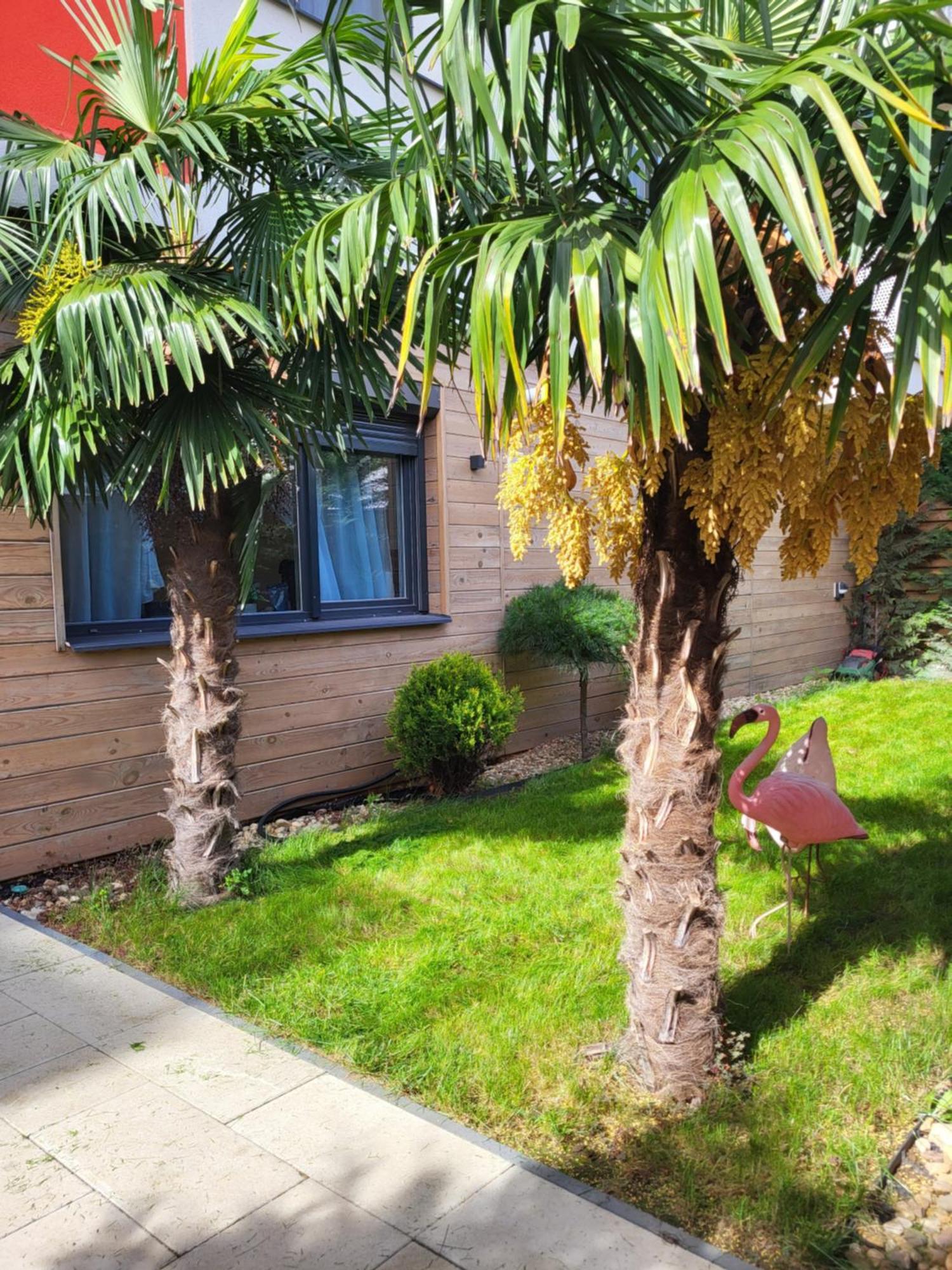 Sika Garden Apartment Arad Kültér fotó